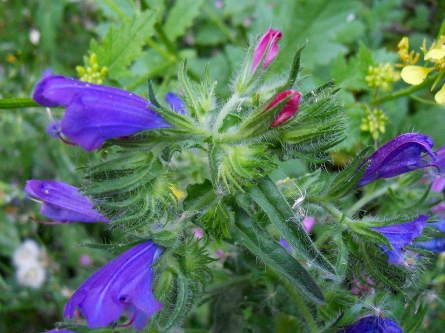 Echium plantagineum / Viperina piantaggine